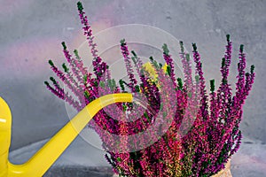 heather in a pot and a yellow watering can