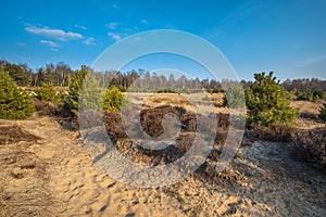 Heather and Sand in the Veluwe Area