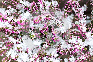 Heather. Snowy red Calluna vulgaris. Calluna vulgaris covered with snow. Closedup, background.