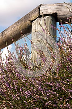 Heather on a sunny Day