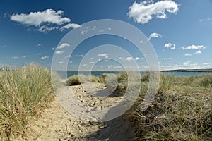 Heather trail near Studland beach on Dorset coast