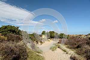 Heather trail near Studland beach on Dorset coast