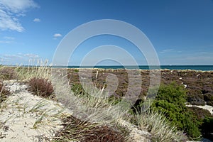 Heather trail near Studland beach on Dorset coast