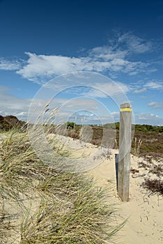 Heather trail near Studland beach on Dorset coast