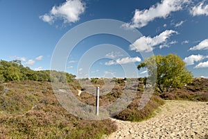 Heather trail near Studland beach on Dorset coast