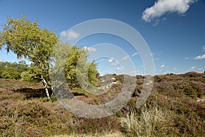 Heather trail near Studland beach on Dorset coast