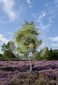 Heather Tree