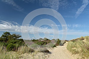 Heather walk by Studland Bay