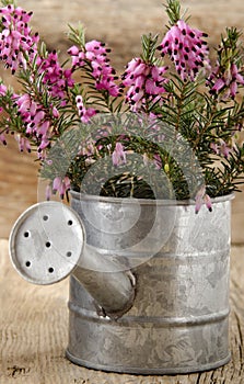 Heather in a watering can