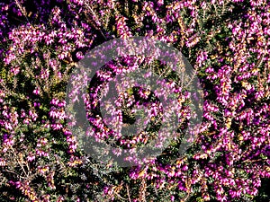 Heather in winter botanik background