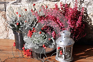 Heathers autumn flowers black and white color with red flowers.