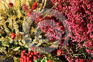 Heathers autumn flowers