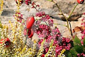 Heathers autumn flowers