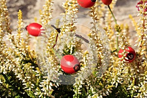 Heathers autumn flowers