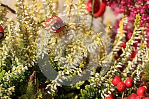 Heathers autumn flowers