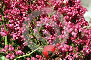 Heathers autumn flowers