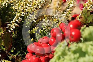 Heathers with cabbage and lantern on window. Autumn crops.