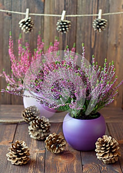 Heathers in ceramic pots and cones