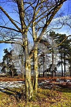 Heathland