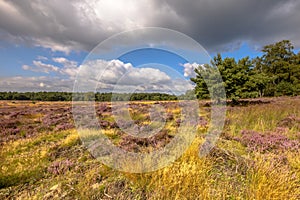 Heathland in bloom Deelerwoud Veluwe Netherlands