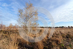 Heathland in the Coquibus hill