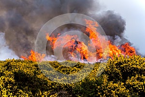 Heathland fire