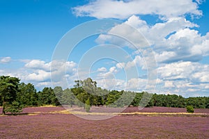 Heathland with flowering common heather, natural background