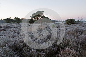 Heathland and forest in the early morning with fog