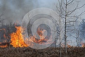 Heathland forest in fire