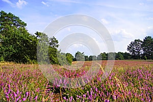 Heathland of the Misselhorn Heath near Hermannsburg