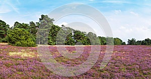 Heathland of the Misselhorn Heath near Hermannsburg