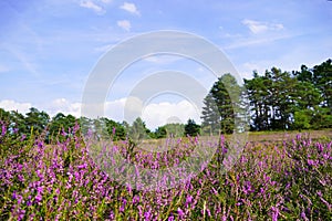 Heathland of the Misselhorn Heath near Hermannsburg