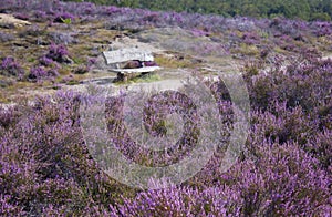 Heathland in National Park Maasduinen, the Netherlands