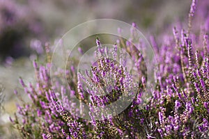 Heathland in National Park Maasduinen, the Netherlands