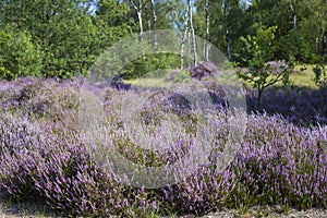 Heathland in National Park Maasduinen, the Netherlands