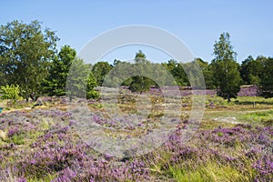 Heathland in National Park Maasduinen, the Netherlands