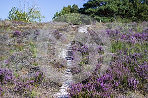 Heathland in National Park Maasduinen, the Netherlands