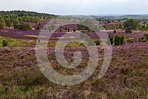 Heathland with purple erica