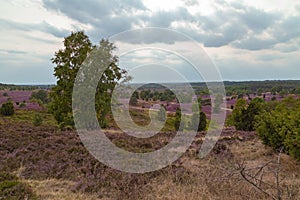 Heathland with purple erica