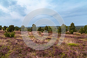 Heathland with purple erica