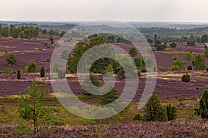 Heathland with purple erica