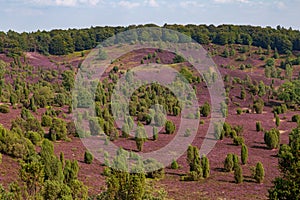 Heathland with purple erica