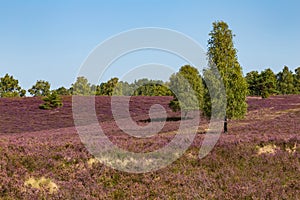 Heathland with purple erica