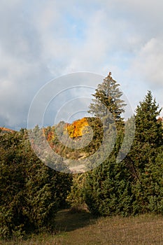 Heathland in swabian alb with colorful trees