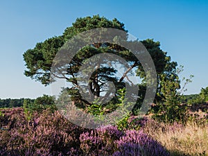 Heathland with trees early on a sunny day