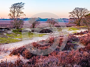 Heathland Zuiderheide at sunset, Goois Nature Reserve, Netherlands photo