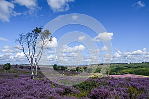 Cannock Chase Area of Outstanding Natural Beauty in Staffordshire photo