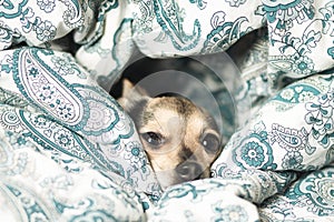 Heating on,cozy dog sleeping under blanket, funny cute pet