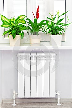 Heating white radiator with flower and window.