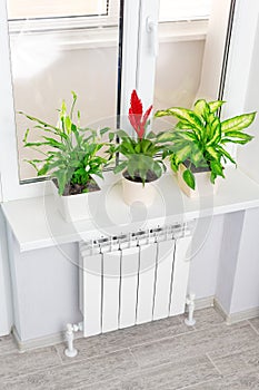 Heating white radiator with flower and window.
